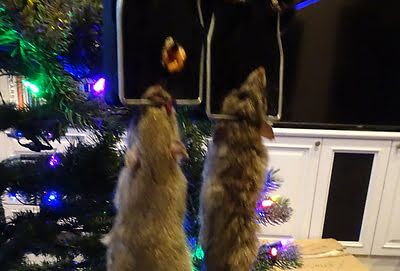 rodent trapping